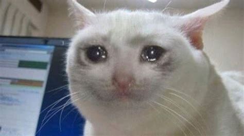 meme cat crying